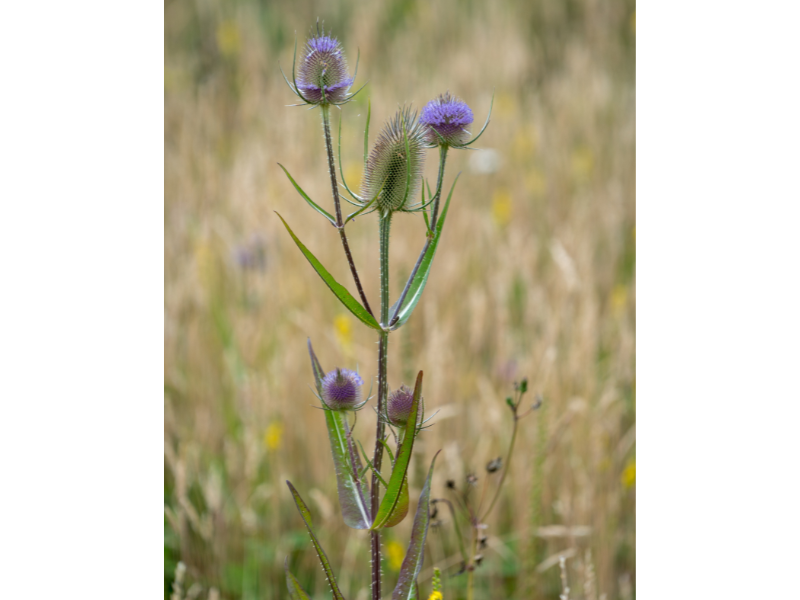 Wilde Karde vor Wiese
