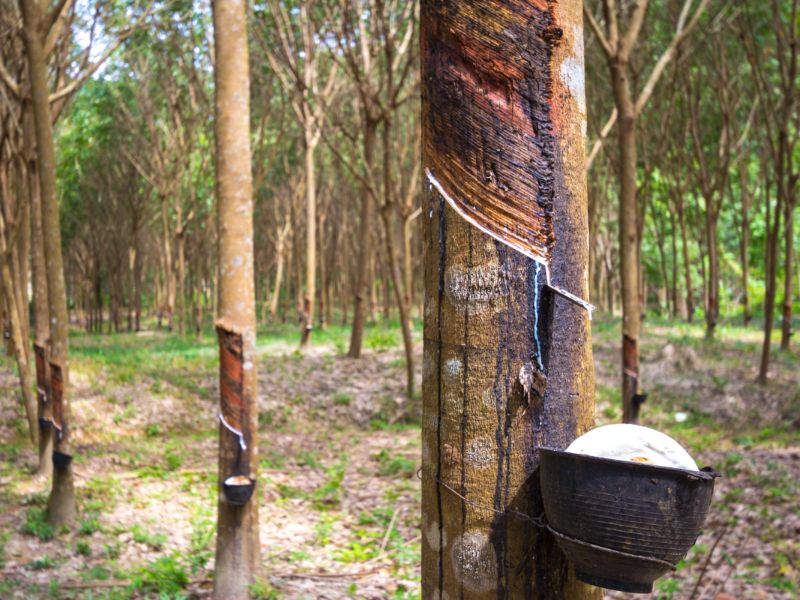 Aufnahme in einem Wald, wo an einer Reihe von Kautschukbäumen Gefäße angebracht sind, die den Kautschuk aufnehmen