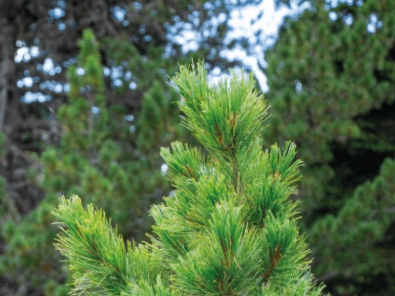 naturfoto-einer-zirbe