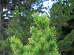 naturfoto-einer-zirbe